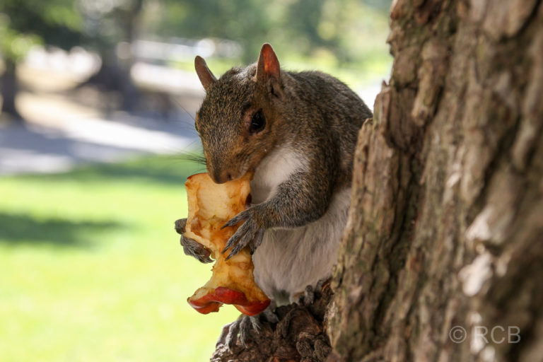 Eichhörnchen im Boston Common