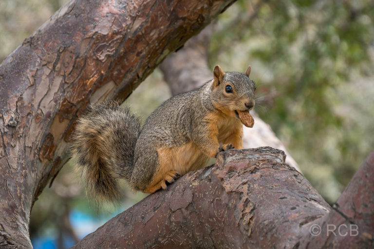 Eichhörnchen im Civic Park