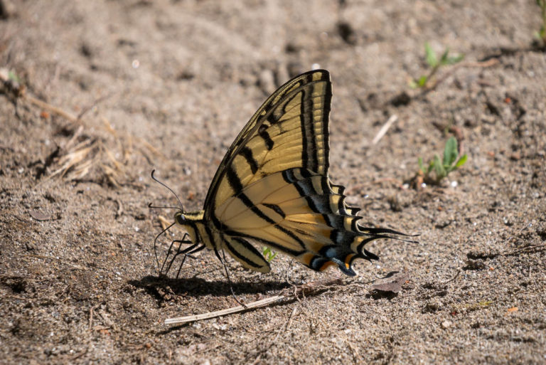 Schmetterling am Ufer des Gunnison River