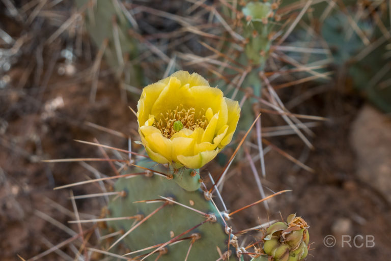 blühender Kaktus im Monument Canyon