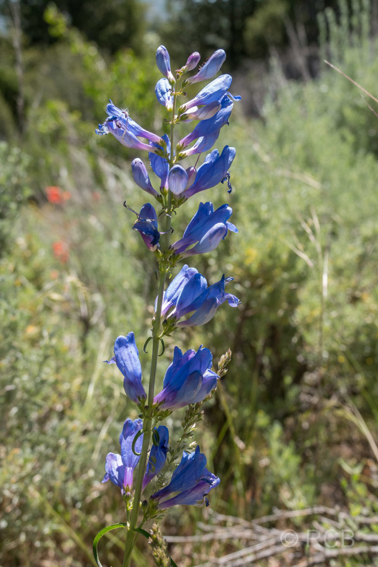 blaue Blüten im Dinosaur NM