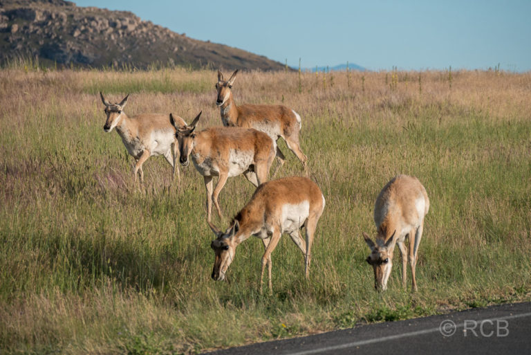 Gabelböcke, Antelope Island