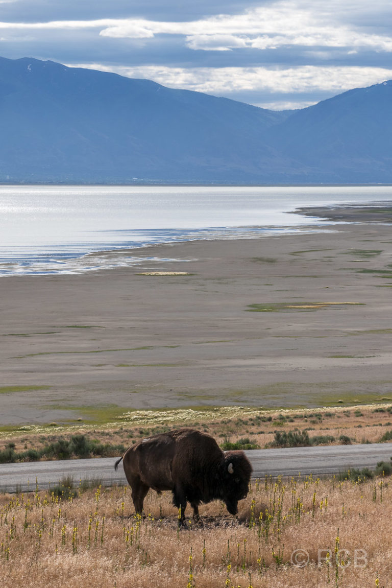Bison am Great Salt Lake