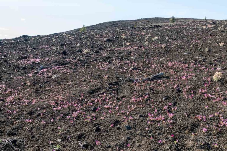 rosa Blütenmeer, Craters of the Moon NM