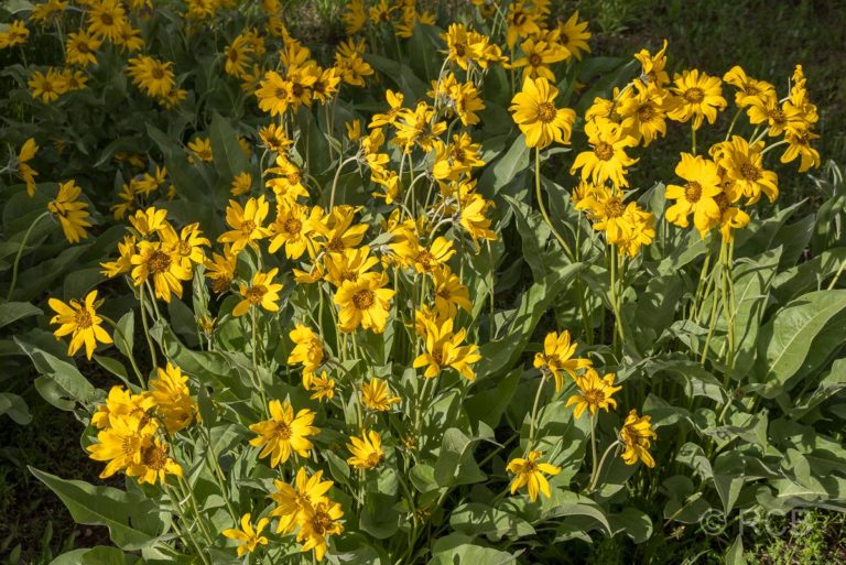 gelbe Blumen am Lakeshore Trail, Grand Teton NP
