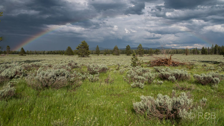 Regenbogen nach einem Gewitter am Lupine Meadows Trailhead, Grand Teton NP