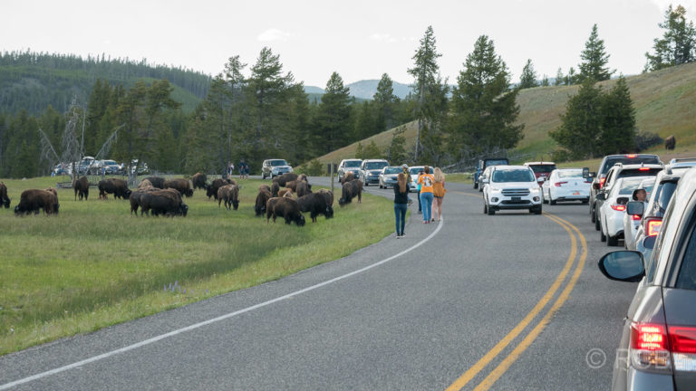 Autostau auf einer Straße im Yellowstone NP mit laufenden Menschen und einer Bisonherde am Straßenrand