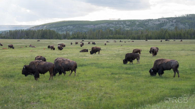 Bisonherde grast auf einer Wiese im Yellowstone NP