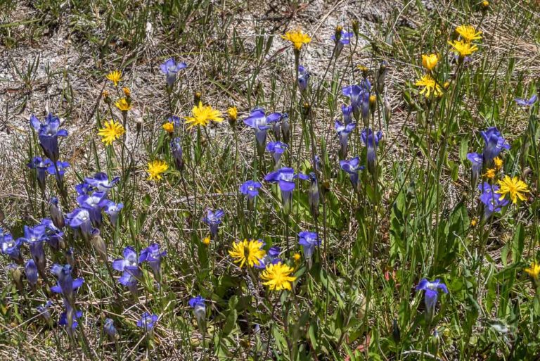 Blüten am Upper Geyser Basin, Yellowstone NP
