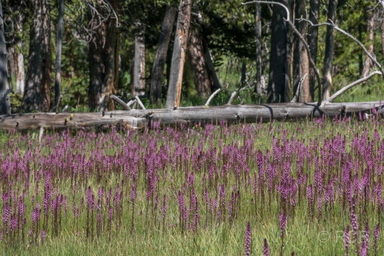 Upper Geyser Basin: violette Blüten beim Abstieg vom Observation Point aus, Yellowstone NP