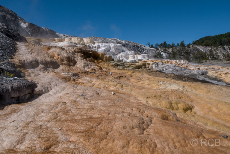 Mammoth Lower Terraces: Mound Terrace, Yellowstone NP