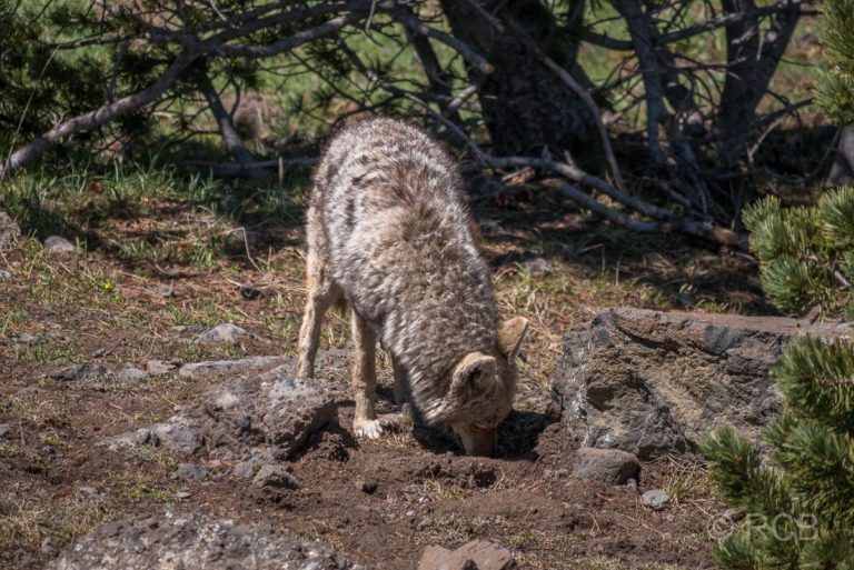 Koyote, Mount Washburn Trail, Yellowstone NP