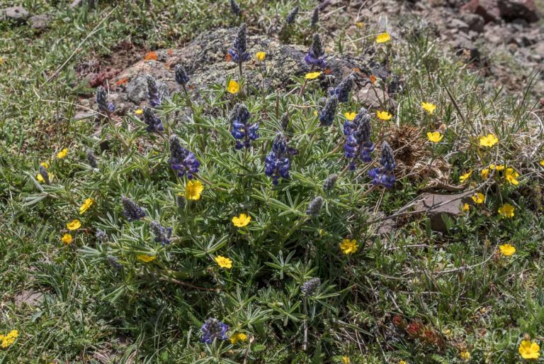 Blüten am Mount Washburn Trail, Yellowstone NP