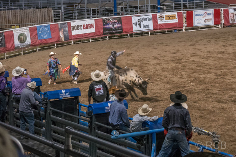 Cody Nite Rodeo, Bull Riding