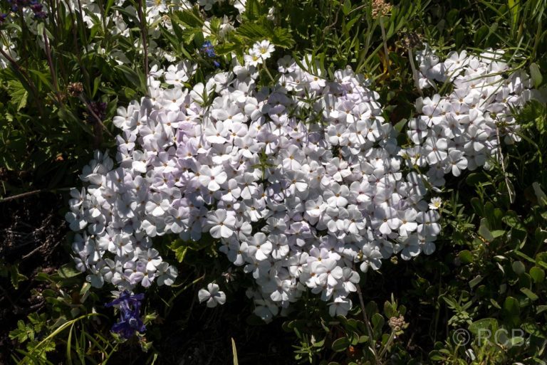 weiße Blüten, Burgess Junction, Bighorn Mountains
