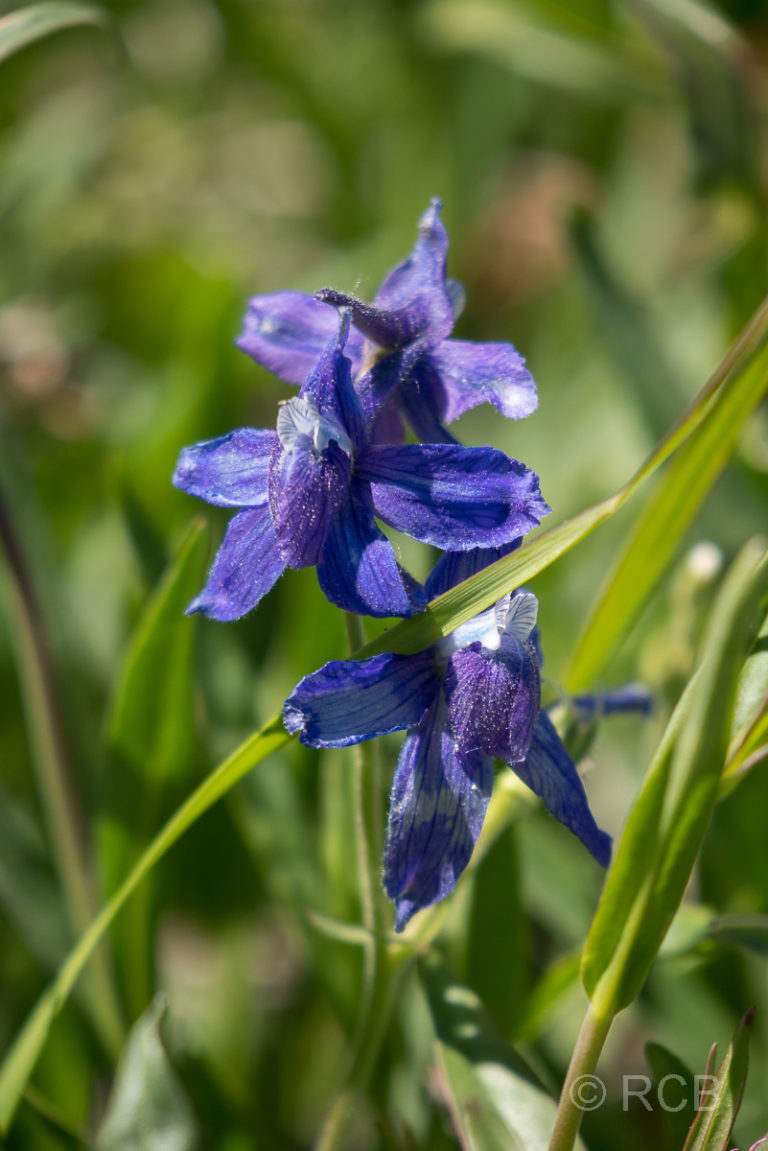 blaue Blüten, Burgess Junction, Bighorn Mountains
