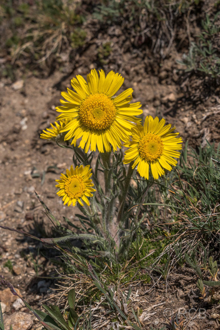 gelbe Blüten am Mount Ida Trail, Rocky Mountain NP