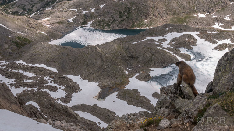 Murmeltier blickt über eine schneebedeckte Landschaft, Mount Ida Trail, Rocky Mountain NP