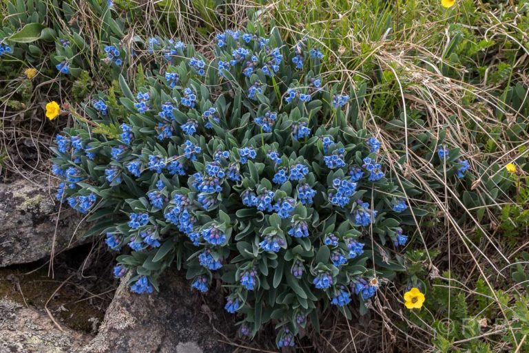 blaue Blüten am Tundra Communities Trail, Rocky Mountain NP