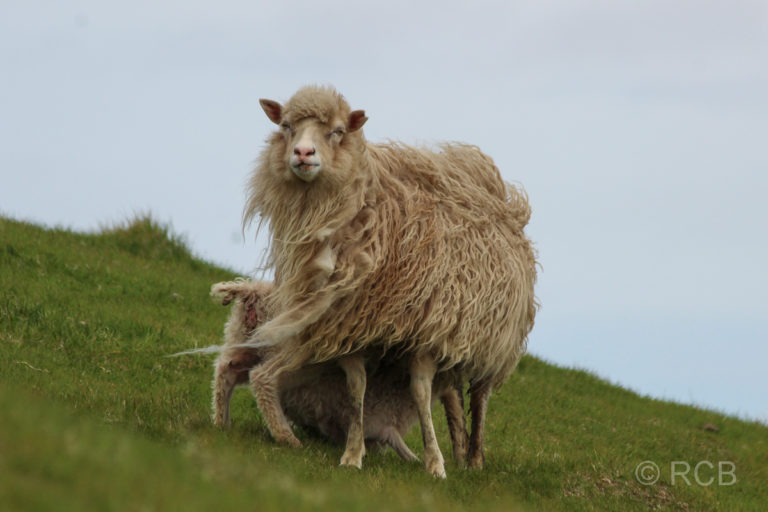 Schaf stillt Junges