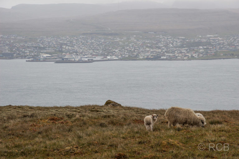 Blick von der Insel Nólsoy auf Torshavn