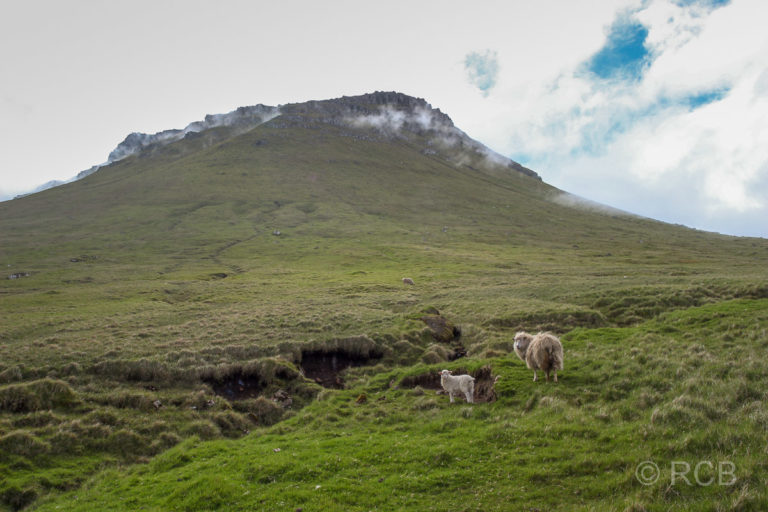 Schafe auf der Wanderung nach Kallur, der Nordspitze der Insel Kalsoy