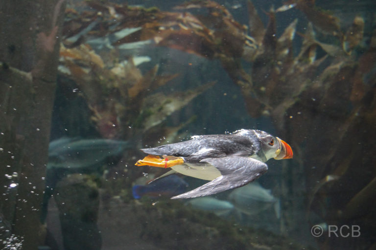 Papageitaucher unter Wasser, aufgenommen im Aquarium in Kopenhagen