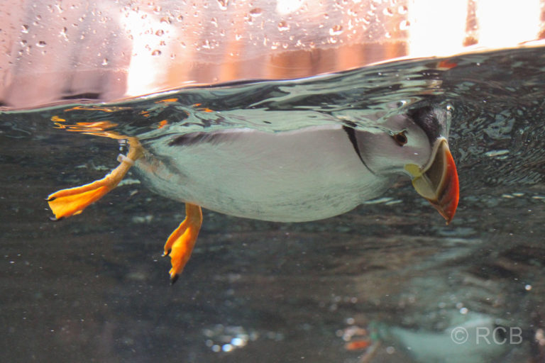 Papageitaucher unter Wasser, aufgenommen im Aquarium in Kopenhagen