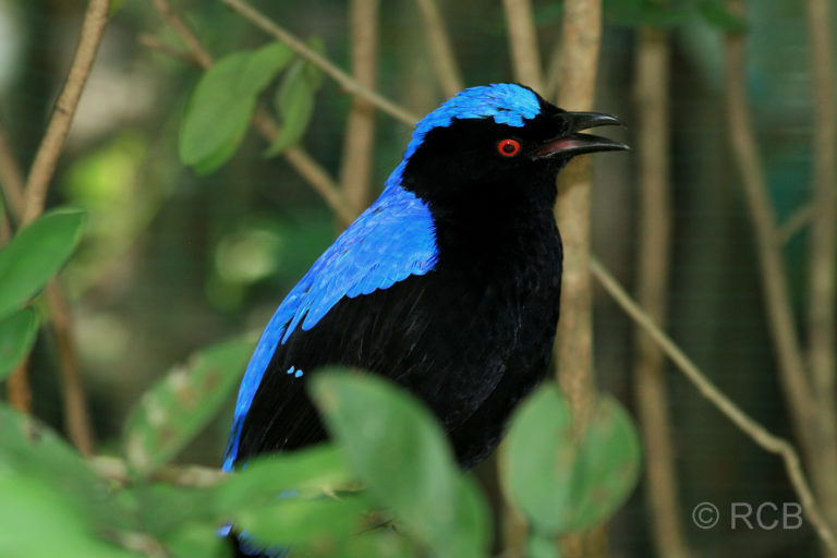 schwarz-blauer Singvogel im Vogelpark im Lake Garden