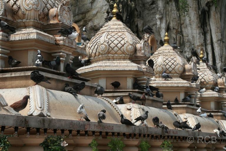 Tauben auf den Tempeldächern an den Batu Caves