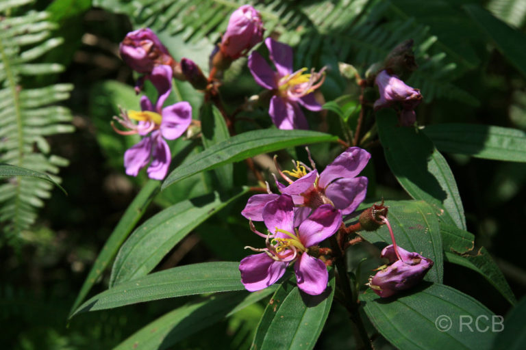 violette Blüten in einem Garten an der Klang Gate Ridge