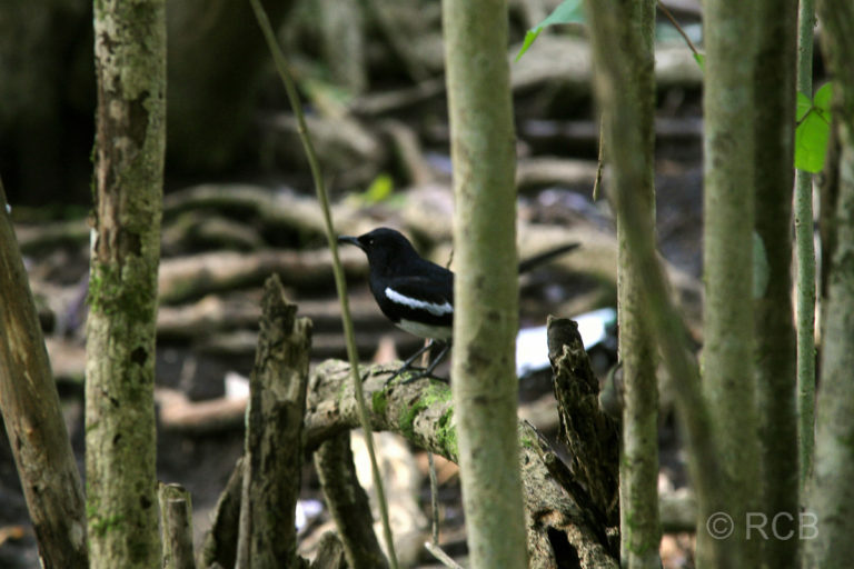 Vogel in den Mangroven an der Teluk Delima, Bako Nationalpark