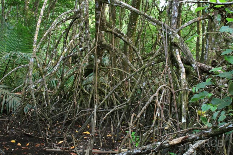 Mangroven an der Teluk Delima, Bako Nationalpark