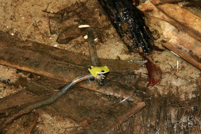 Frosch auf der Nachtwanderung, Bako Nationalpark