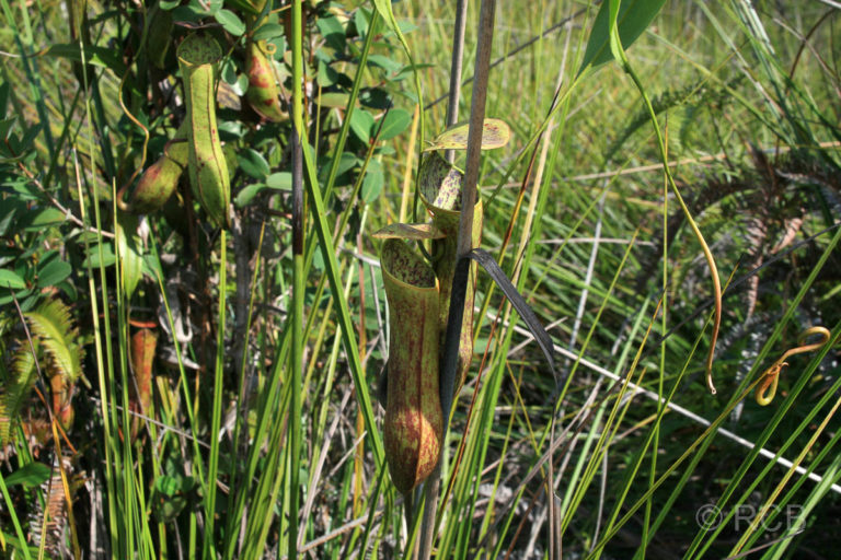 Kannenpflanze, Bako Nationalpark
