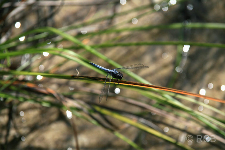 Libelle, Bako Nationalpark