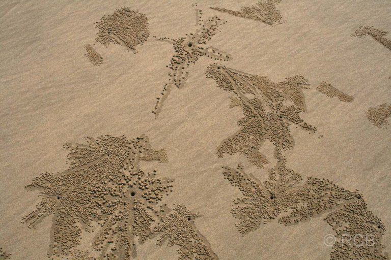 Spuren im Sand, Teluk Pandan Kecil, Bako Nationalpark
