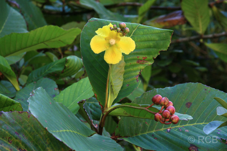 gelbe Blüte im Bako Nationalpark