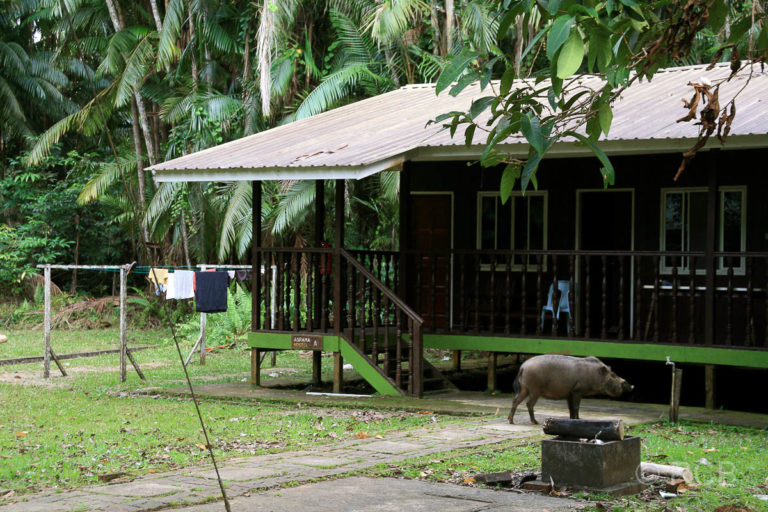 Bartschwein vor einer Touristenhütte, Bako Nationalpark
