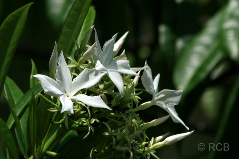 weiße Blüten im Bako Nationalpark
