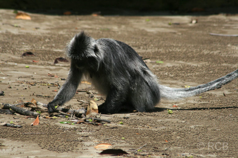 Silberlangur, Bako Nationalpark