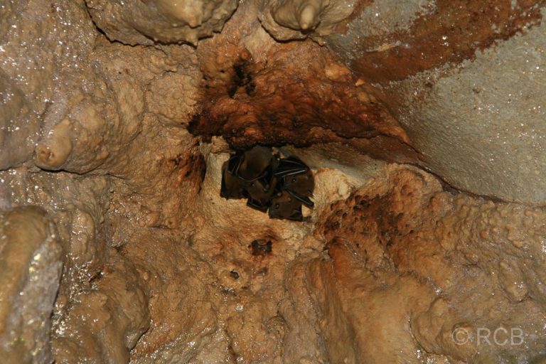 Fledermäuse in Lang's Cave, Mulu Nationalpark
