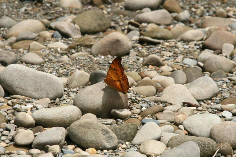 Schmetterling am Ufer des Sungau Melinau, Mulu Nationalpark