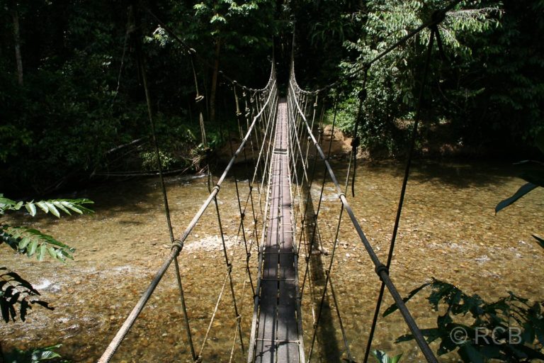 Hängebrücke auf dem Trail zum Camp 5, Mulu Nationalpark