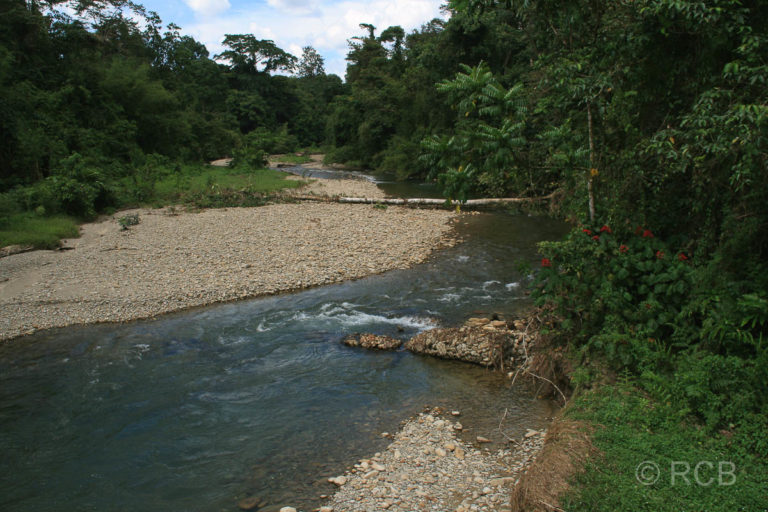 Fluss am Rande des Trails zum Camp 5, Mulu Nationalpark