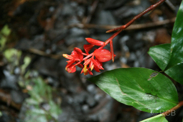 rote Ingwerpflanzenblüte am Headhunter's Trail, Mulu Nationalpark