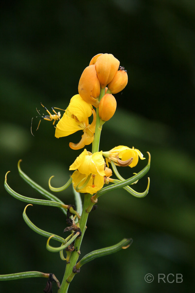 gelbe Blüten am Camp 5, Mulu Nationalpark