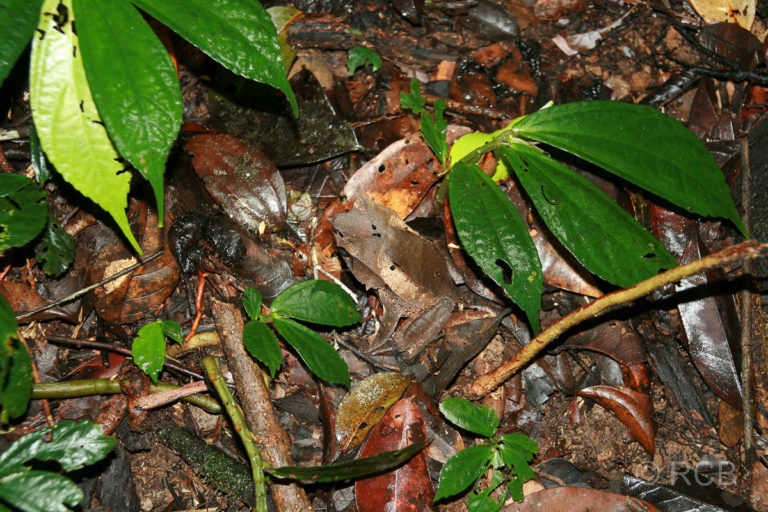 Borneo-Hornfrosch beim Aufstieg zu den Pinnacles, Mulu Nationalpark