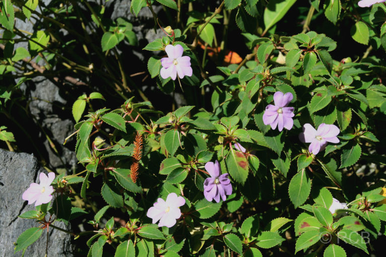 violette Blüten an den Pinnacles, Mulu Nationalpark
