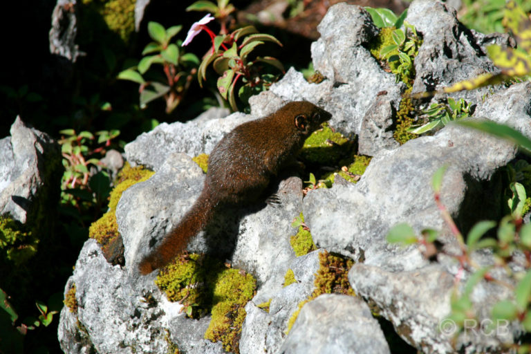 Hörnchen an den Pinnacles, Mulu Nationalpark